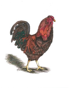Rooster_1
